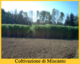 miscanto