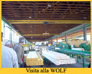 wolf
